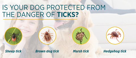 Sheep ticks best sale on dogs